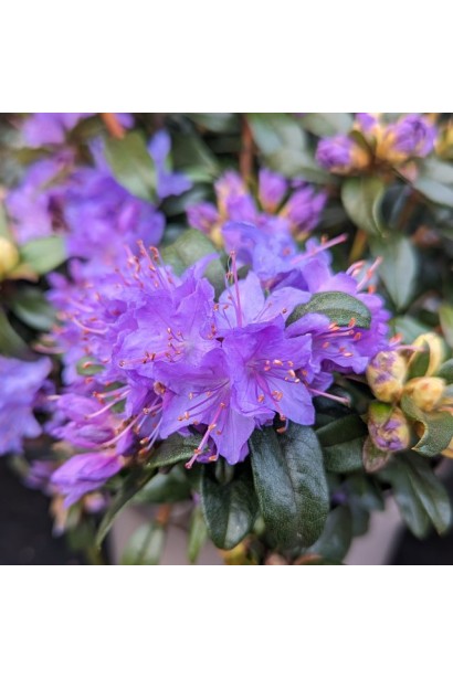 Rhododendron ’Gristede’